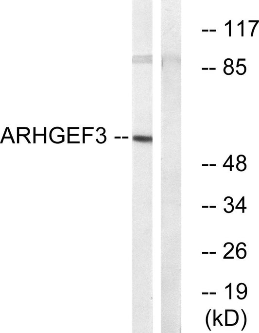 XPLN Rabbit Polyclonal Antibody