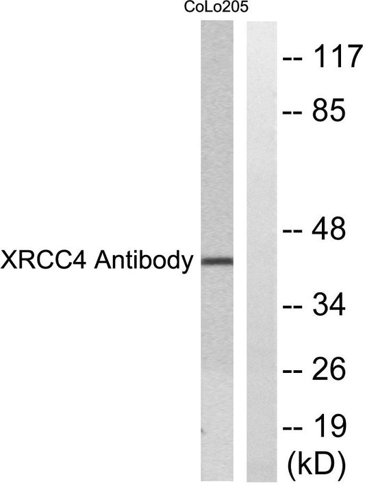 XRCC4 Rabbit Polyclonal Antibody