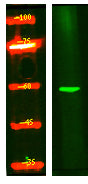 Z280B Rabbit Polyclonal Antibody