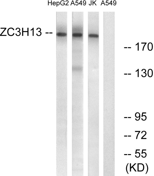 ZC3H13 Rabbit Polyclonal Antibody