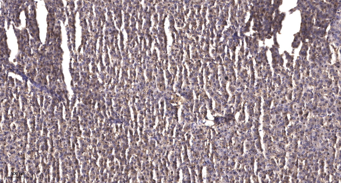 ZFHX4 Rabbit Polyclonal Antibody