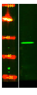 ZN497 Rabbit Polyclonal Antibody