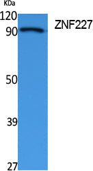 ZNF227 Rabbit Polyclonal Antibody