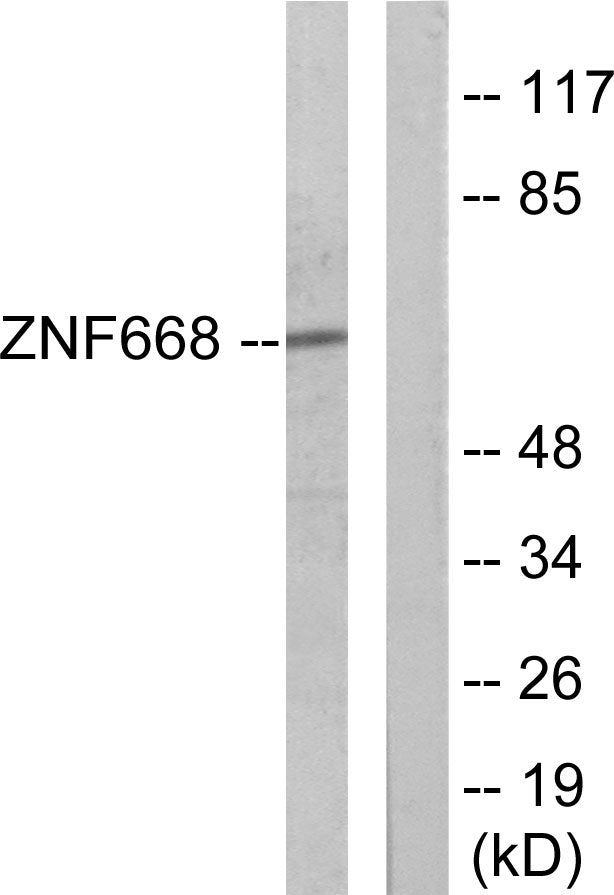 ZNF668 Rabbit Polyclonal Antibody