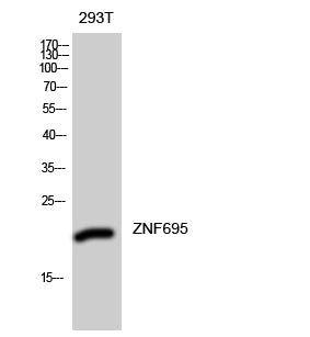 ZNF695 Rabbit Polyclonal Antibody