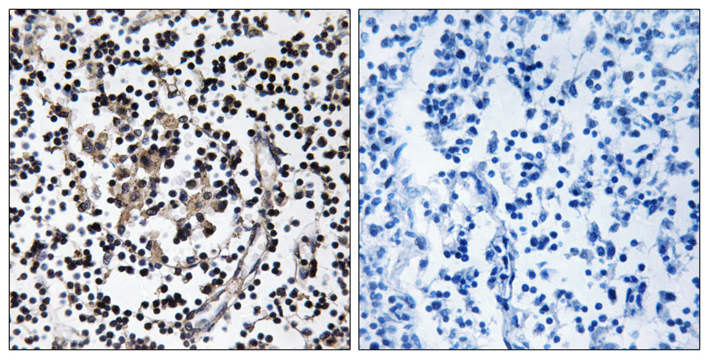 ZnT-4 Rabbit Polyclonal Antibody