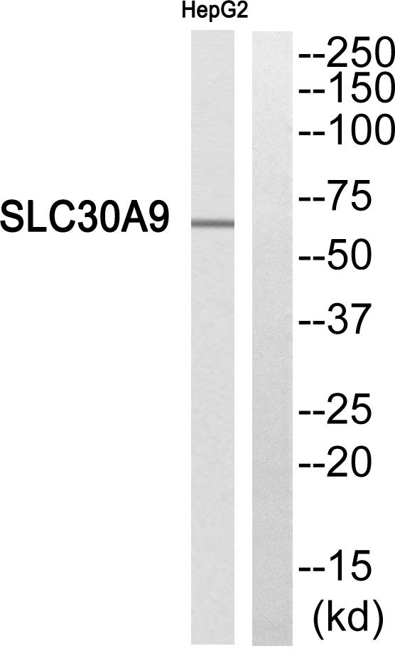 ZnT-9 Rabbit Polyclonal Antibody