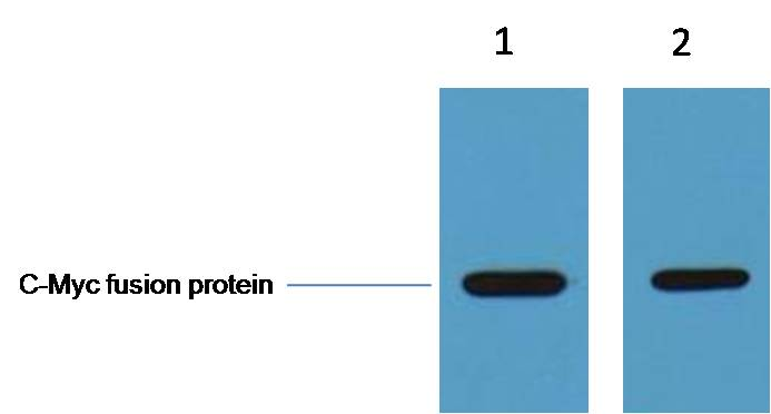 Myc-Tag Polyclonal Antibody