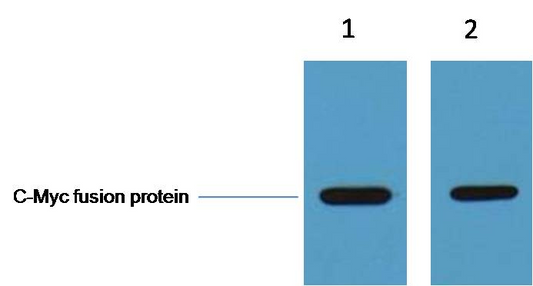 Myc-Tag Polyclonal Antibody