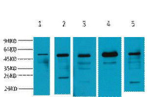 α-tubulin Polyclonal Antibody