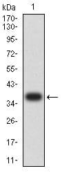 CHRM3 Monoclonal Antibody