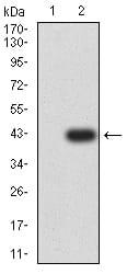 CHRM3 Monoclonal Antibody