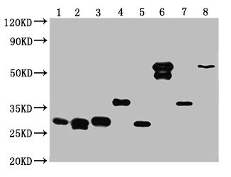 GST Monoclonal Antibody