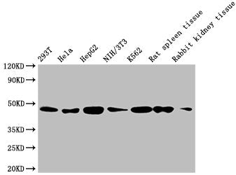 ACTB Monoclonal Antibody