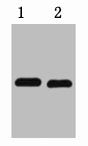 mCherry-Tag Monoclonal Antibody