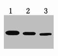 T7-Tag Monoclonal Antibody