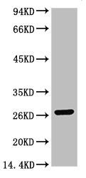 GST Monoclonal Antibody