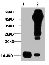 Histone H3 Monoclonal Antibody