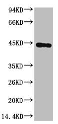 ACTB Monoclonal Antibody