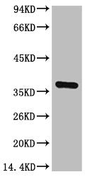 GAPDH Monoclonal Antibody