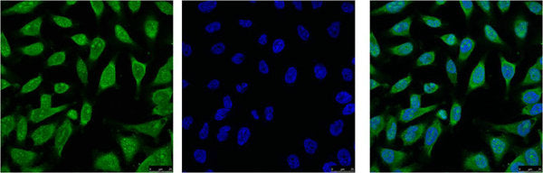 HSPA1L Monoclonal Antibody