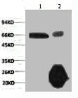 RELA Monoclonal Antibody