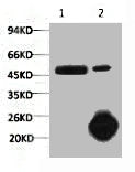 CASP9 Monoclonal Antibody