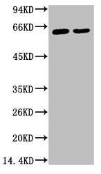 KRT6A Monoclonal Antibody