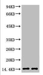 Mono-Methyl-Histone H3(K79) Monoclonal Antibody
