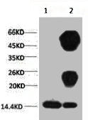 Di-methyl-Histone H3(K27) Monoclonal Antibody