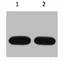 Avi-Tag Monoclonal Antibody