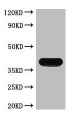 Strep Tag II Monoclonal Antibody