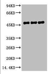 FH Monoclonal Antibody