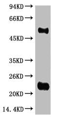 IgG (H+L) Monoclonal Antibody