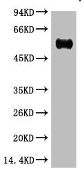 IgG (Fc specific,Heavy Chain) Monoclonal Antibody