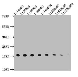 Histone H3 Monoclonal Antibody