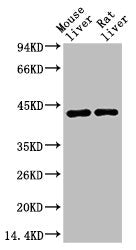 HAO1 Monoclonal Antibody