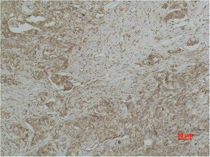 CYCS Monoclonal Antibody