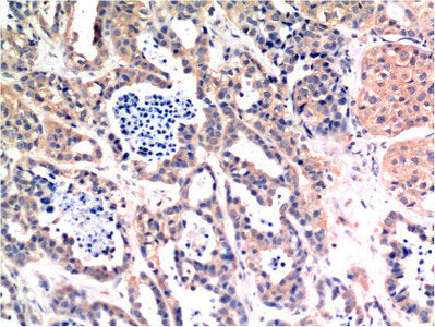 BAX Monoclonal Antibody
