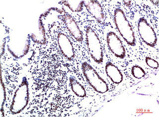 CBX3 Monoclonal Antibody