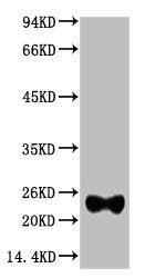 IgG (Light Chain Specific) Monoclonal Antibody