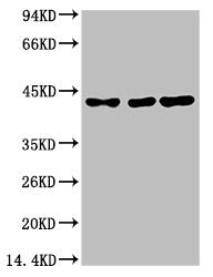TBP Monoclonal Antibody