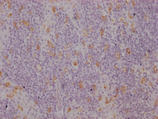 CD163 Monoclonal Antibody