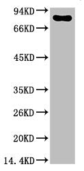 Luciferase Monoclonal Antibody