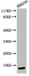 Cleaved-CASP3 (D175) Antibody