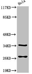 Cleaved-CASP6 (D162) Antibody