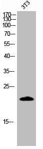 Cleaved-CASP4 (Q81) Antibody