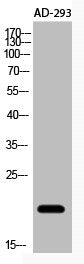 Acetyl-NFE4 (K43) Antibody