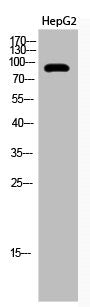 Acetyl-KAT2B (K428) Antibody