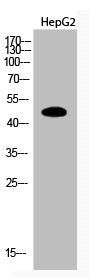 Acetyl-PTEN (K402) Antibody